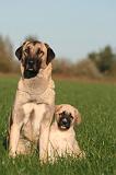 KANGAL 164